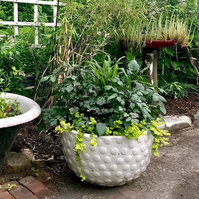 I can't wait for this container to shine. Doesn't look like much now, but I'm hoping it will be amazing. #bishopschildrendahlias #goldencreepingjenny #ornamentalmillet #golfball