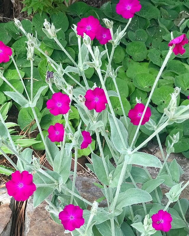 Rose Campion might be the most shocking color to star in my garden. Though the tradescantia is probably a tie. Wowzers! #lychniscoronaria #shockingpink #neon #rosecampion