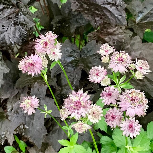 I didn't really plan this combo, but love how the heuchera leaves make the astrantia flowers stand out! #heuchera #astrantia #pink