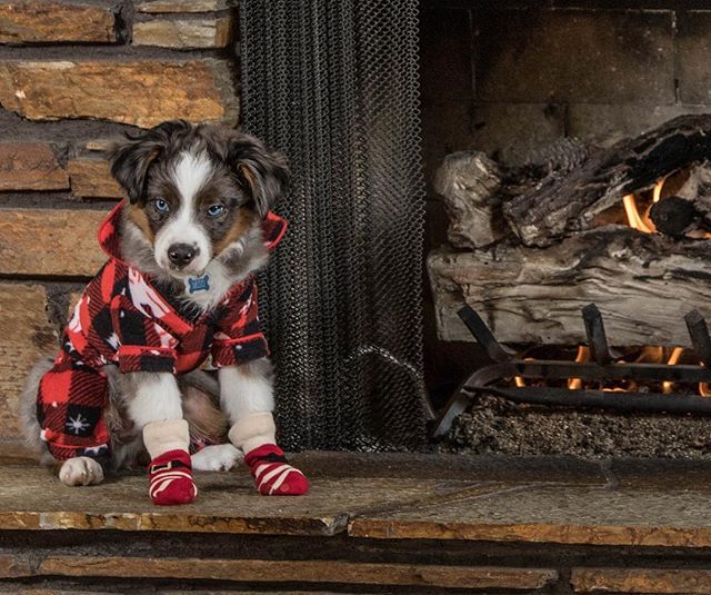 Miso...
.
.
.
.
.
#aussie #miniaussie #australianshepherd #christmas #fireplace #puppy #dog #doggo #socks #dogclothes #cute