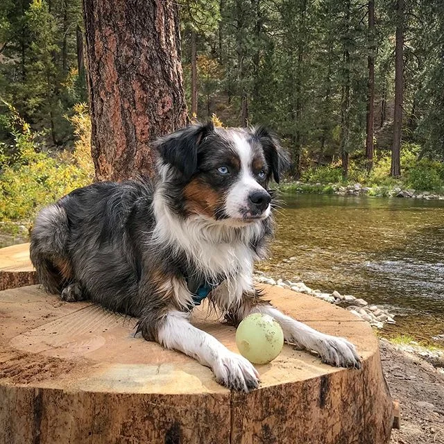 The dog.
.
.
.
.
.
#dog #camping #outdoors #aussie #pup #doggo #id #idaho #adventure