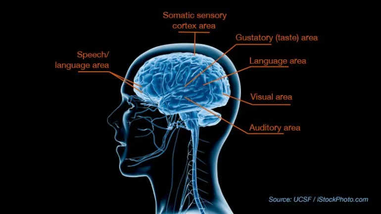 Breakthrough Study Reveals Biological Basis for SPD in Kids!