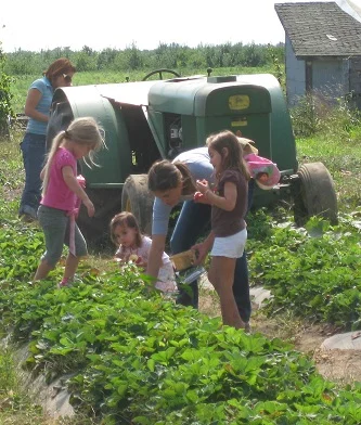 Strawberry picking.jpg
