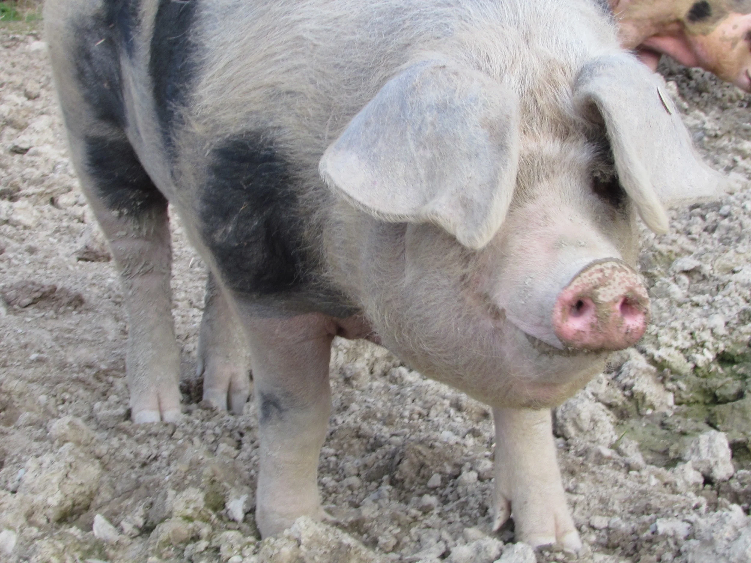 Bunte Bentheimer Freilandschweine