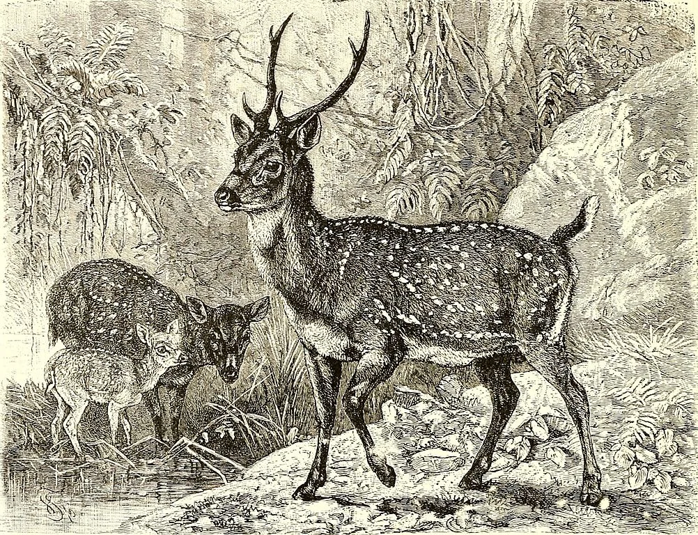 roebuck).jpg