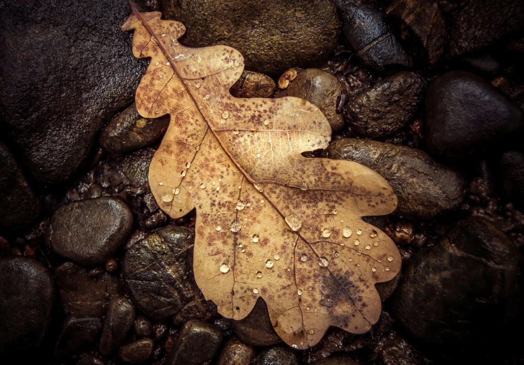 herbst.jpg