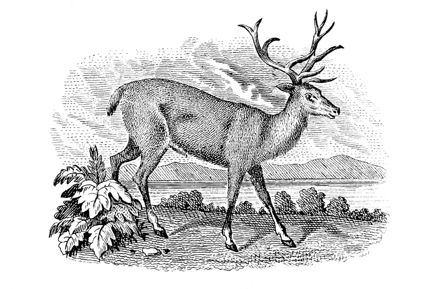 Deer-VintageGraphicsFairy1.jpg