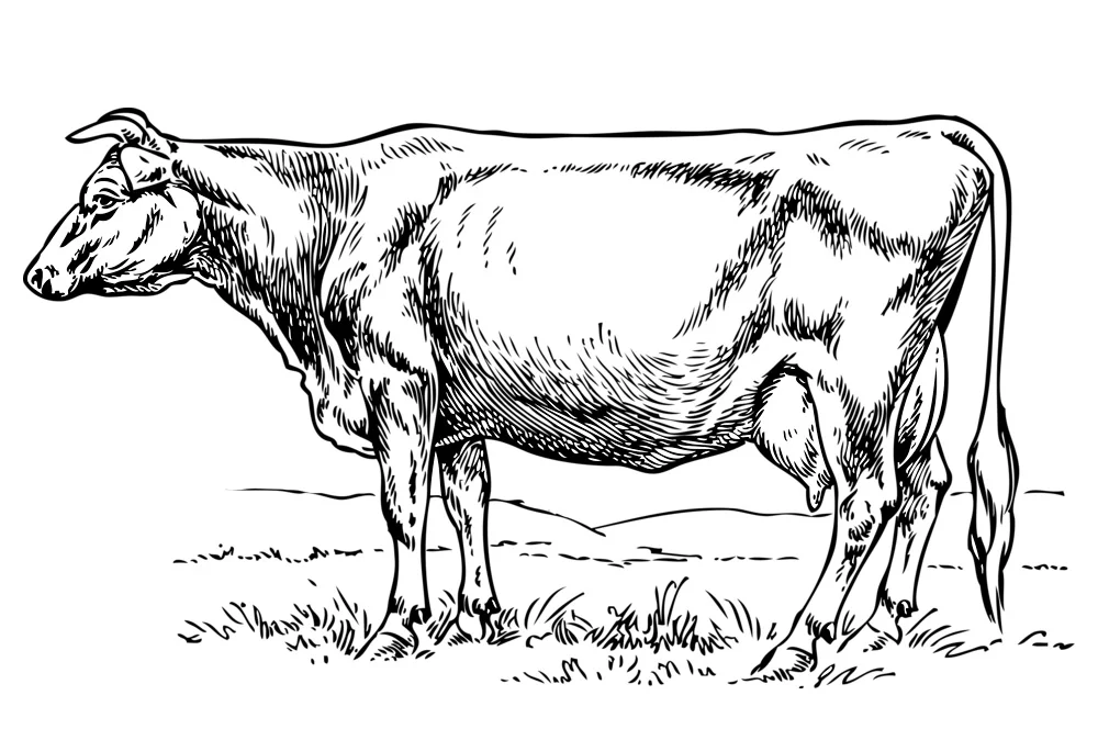 cow.jpg