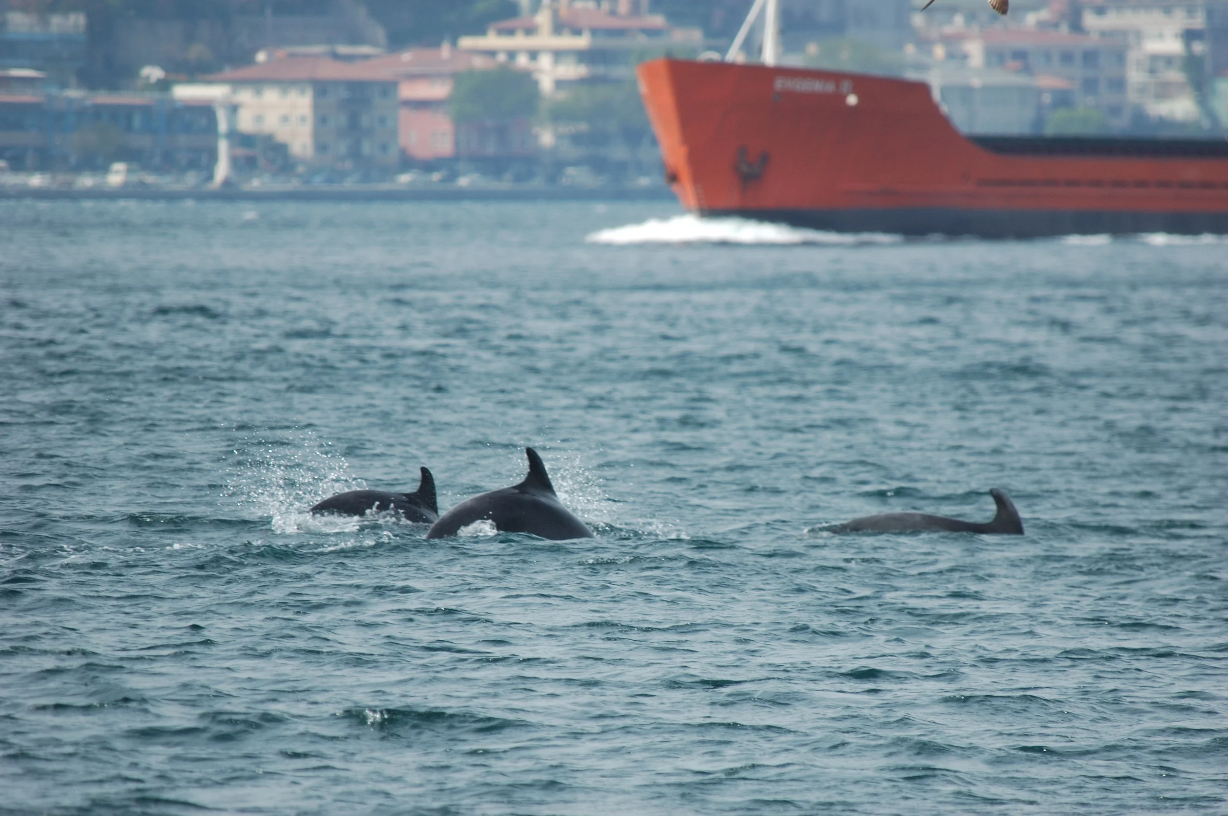 The Street Children of the Bosphorus