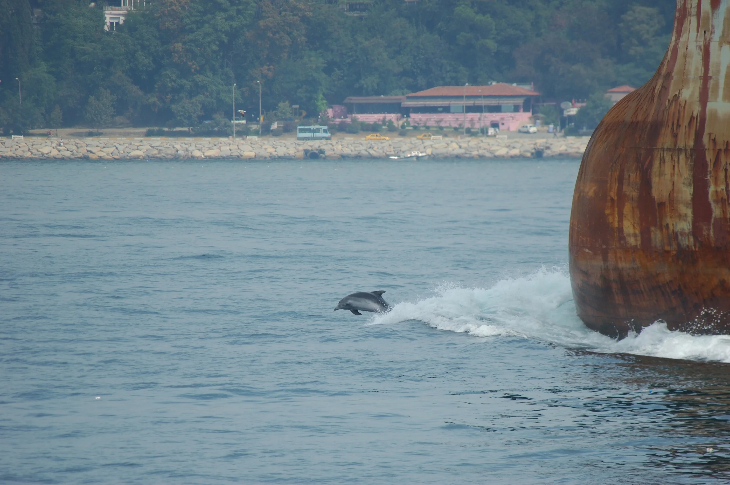 3 Bottlenose dolphin A.Dede2006_09_28_13-04-44.JPG