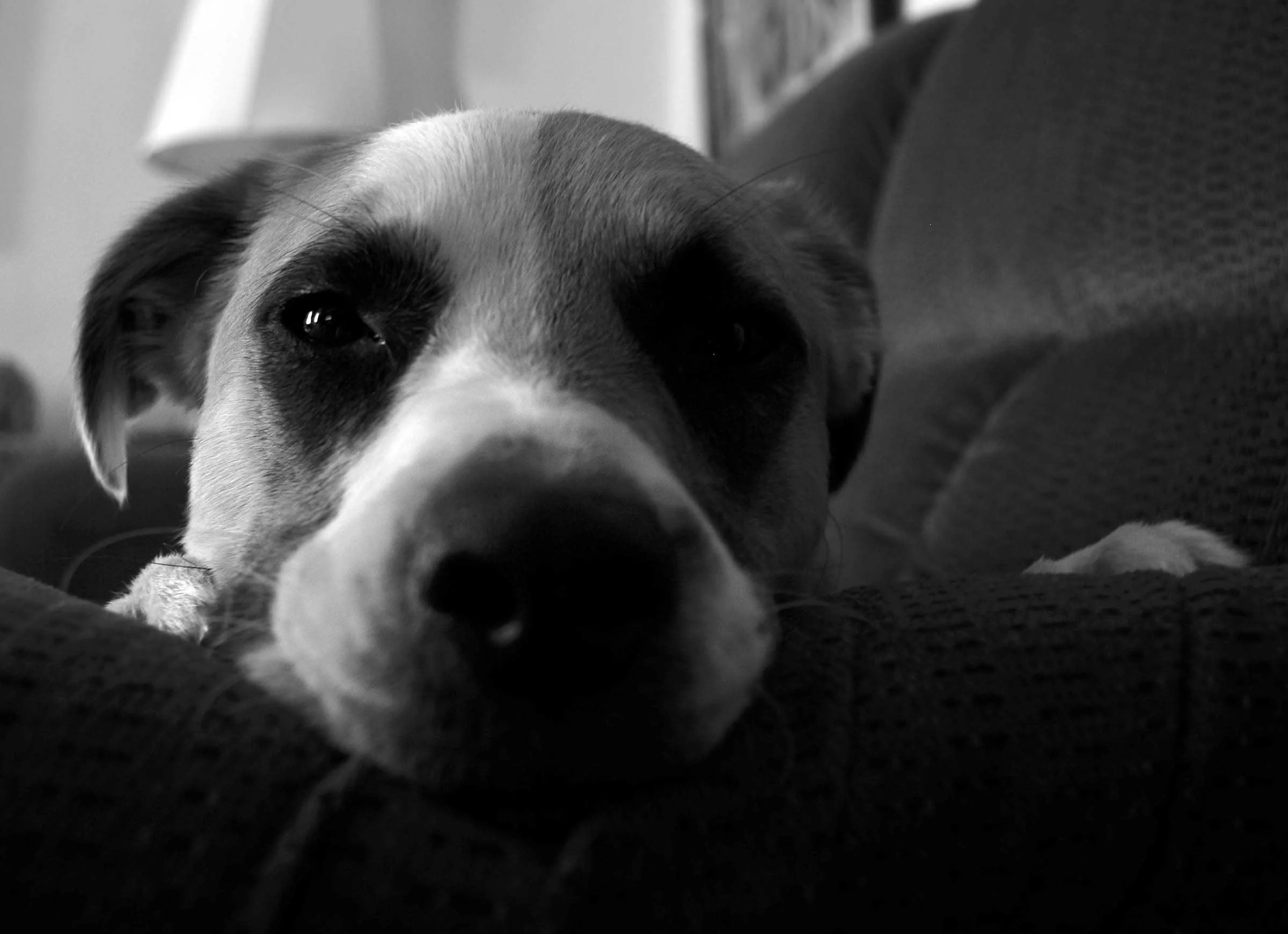 daisy_bW10_2015_copy.jpg