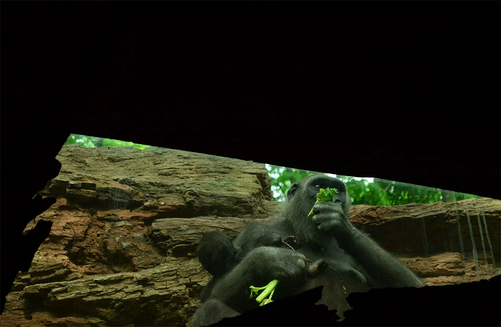 Carranza_Gorilla.jpg