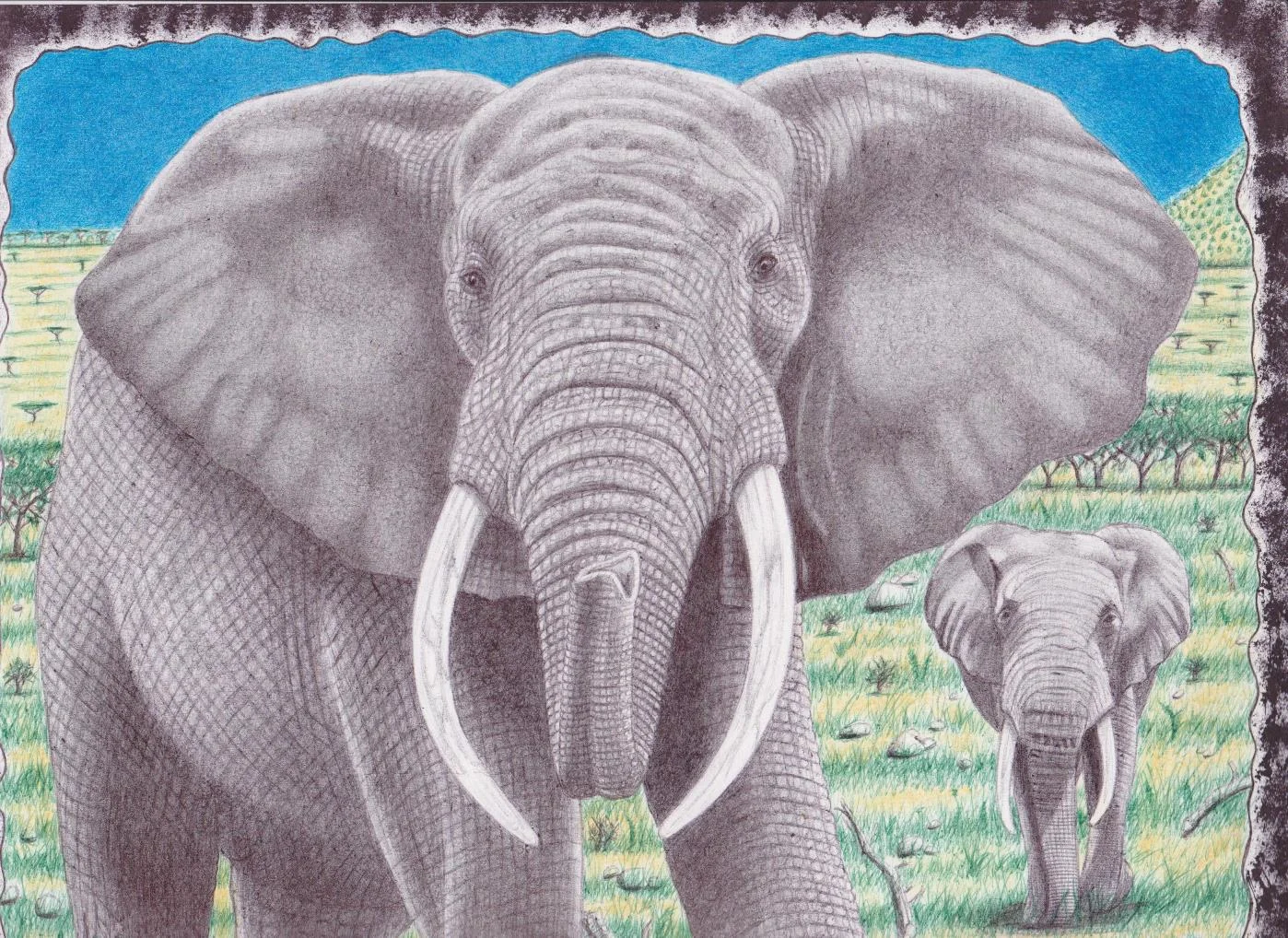Bull Elephants