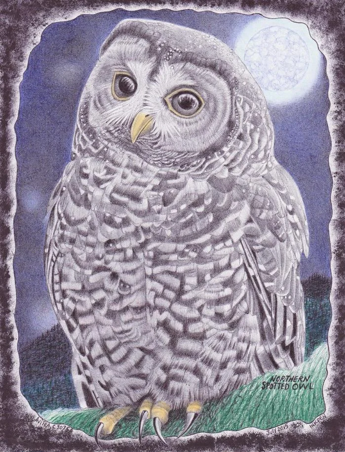 Northern Spotted Owl