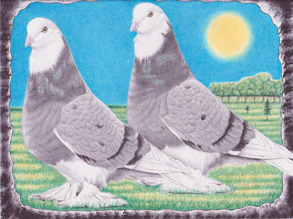 English Tumbler Pigeons