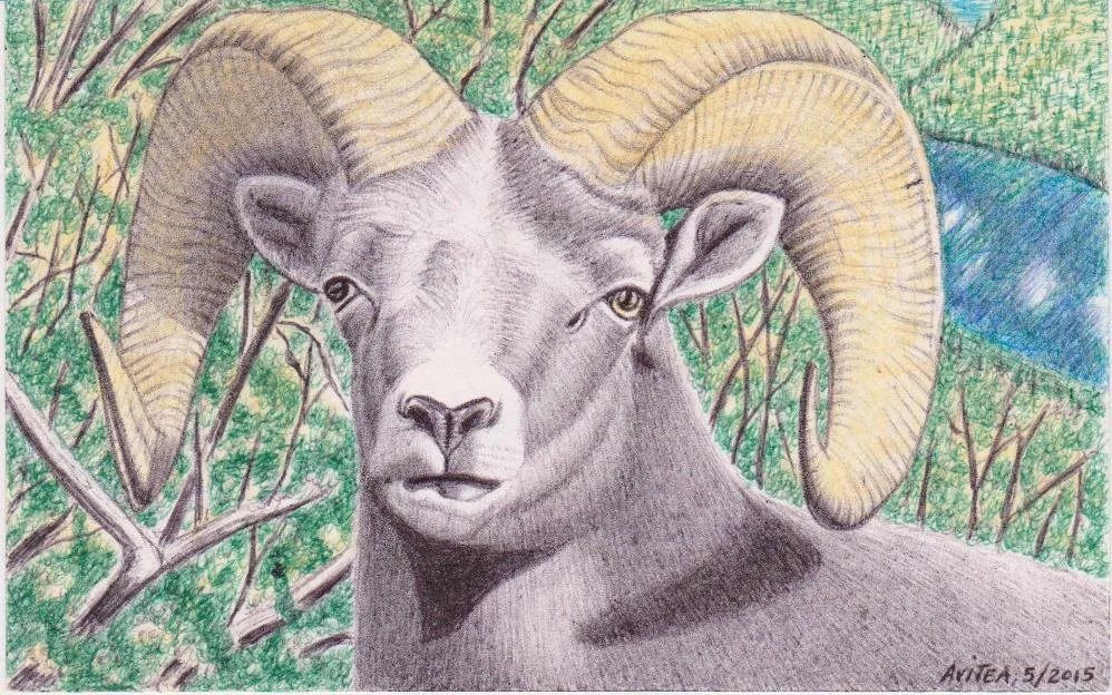 Ram