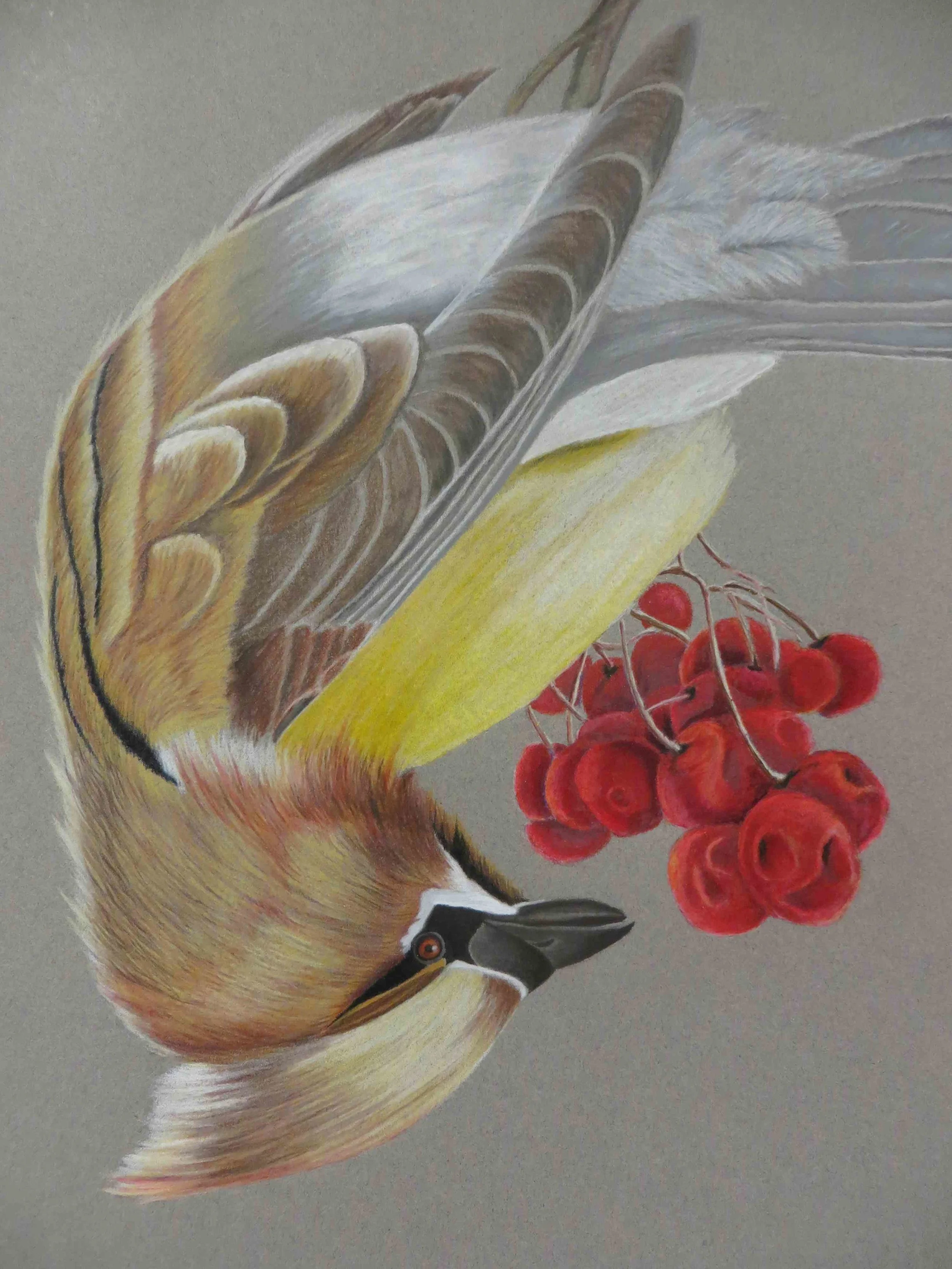 Cedar Waxwing Bird.jpg