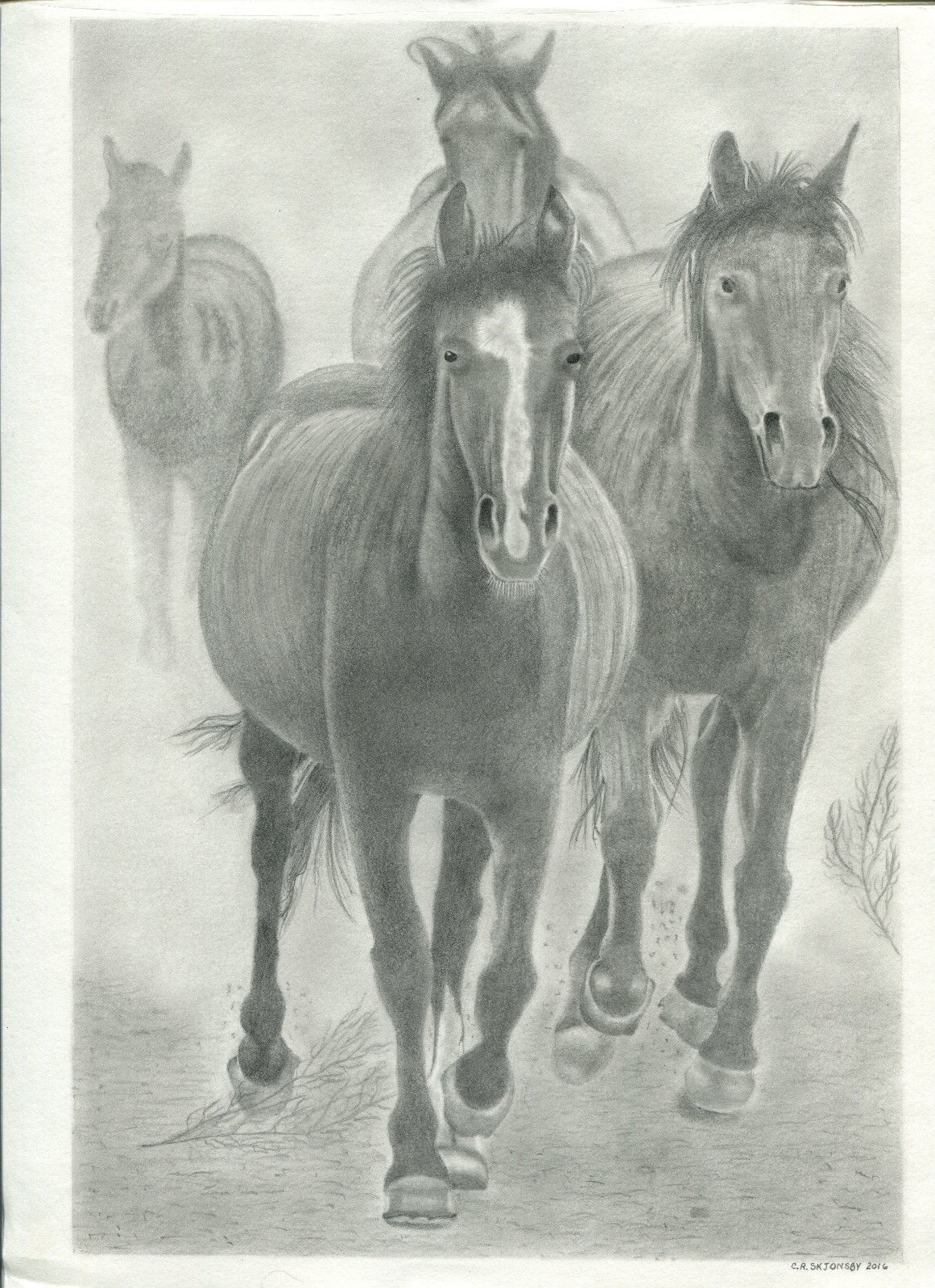 horses pencil drawing by Clare Skjonsby Oakdale, La..jpg