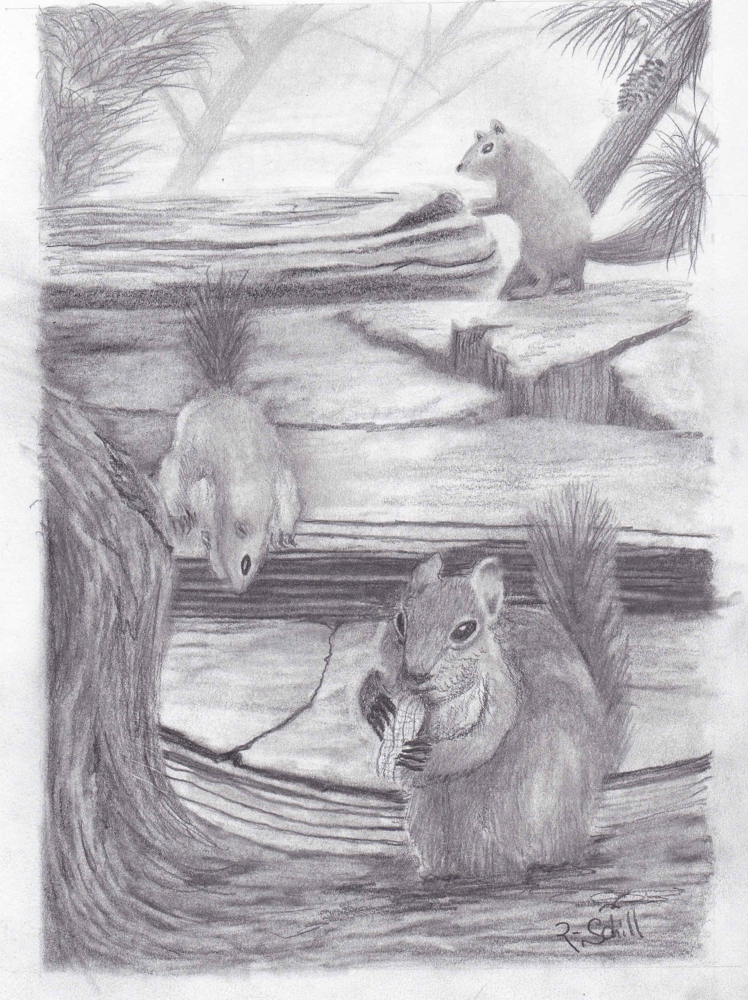 Squirrels pencil drawing by inmate artist Randy Schill Wisconsin-IMG_20170825_0003 - Copy.jpg