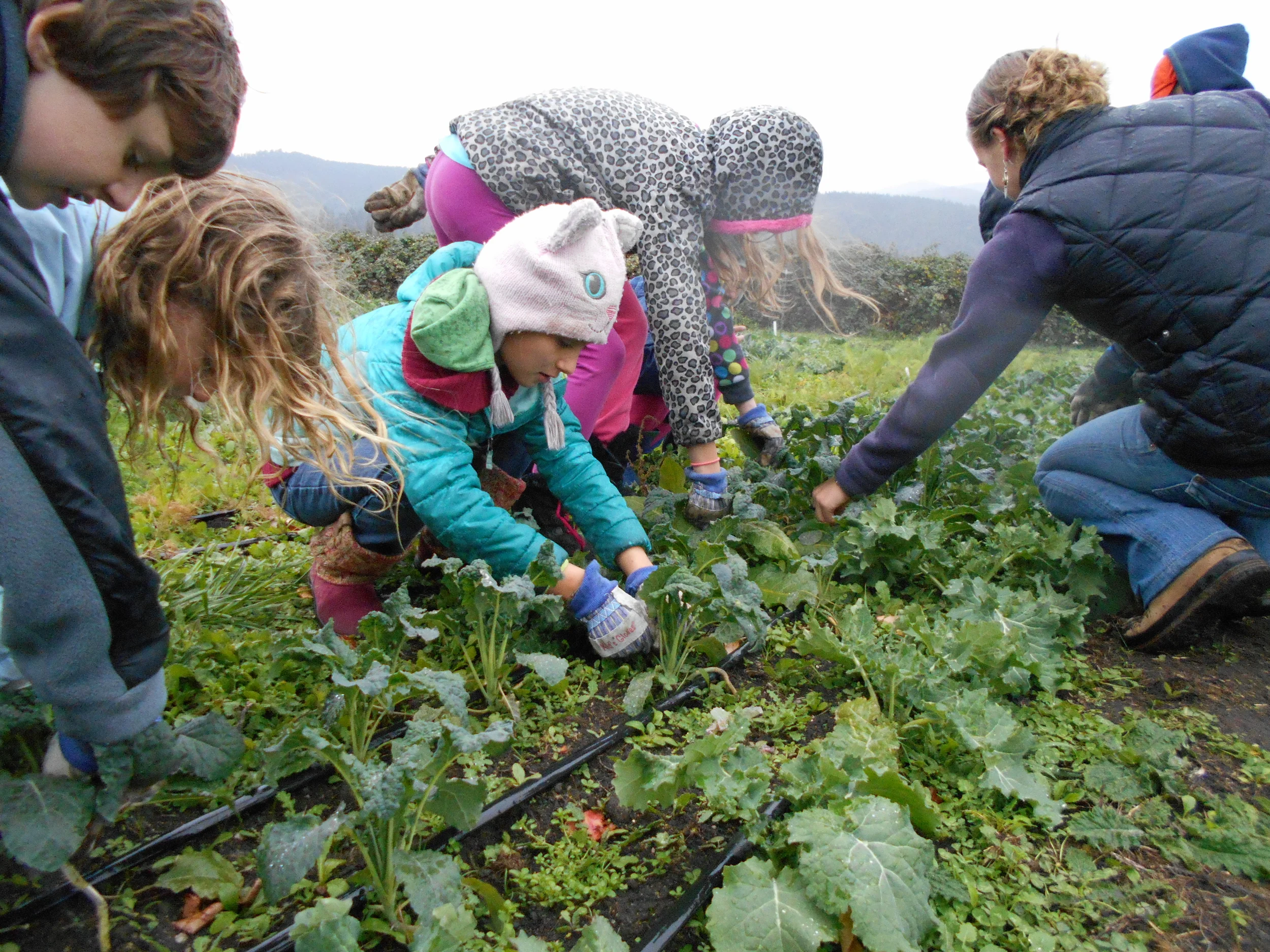 Harvesting at the Center for Sustainability
