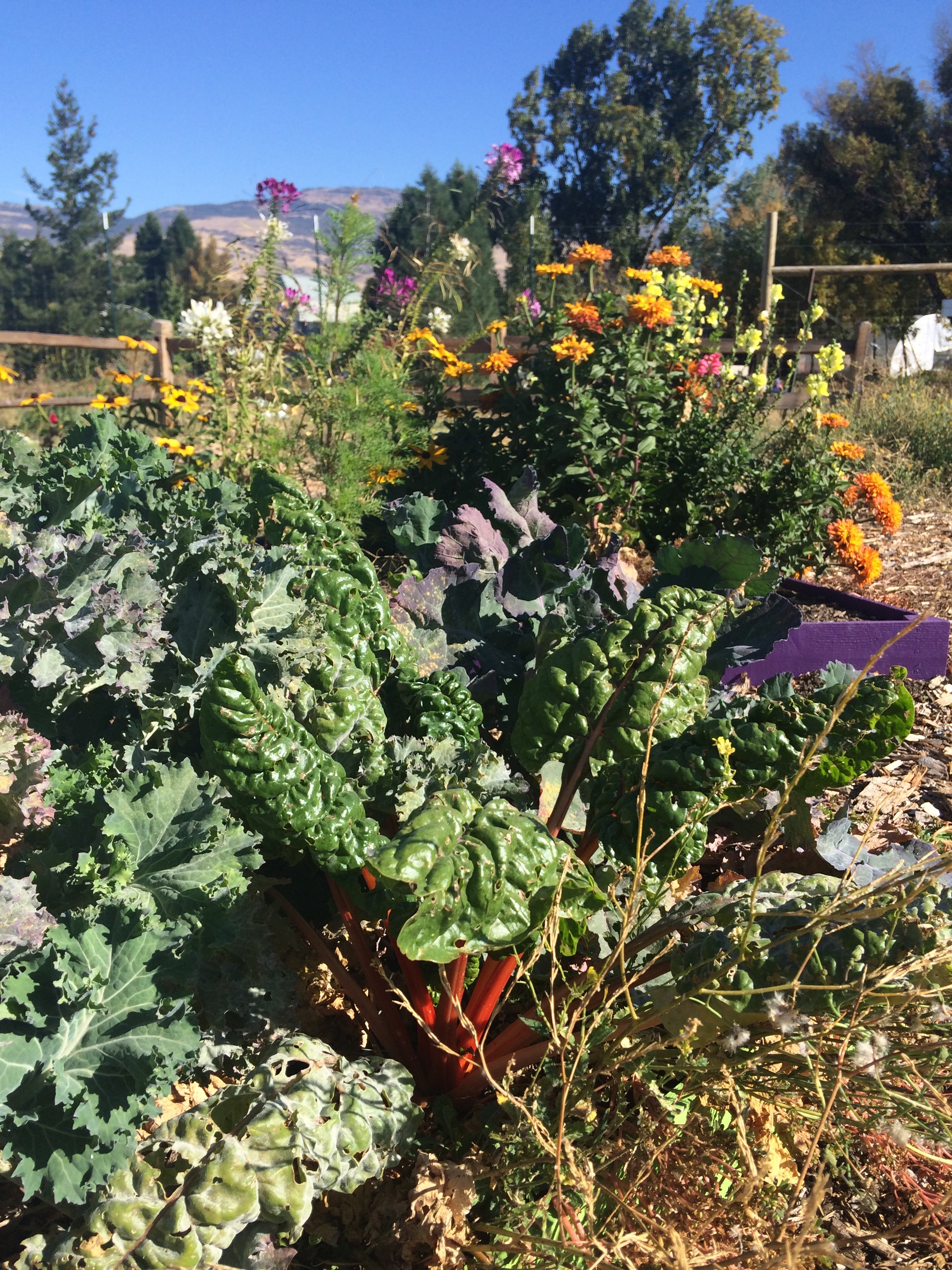 The farm has lots of fresh produce, ready to be chowed down on!