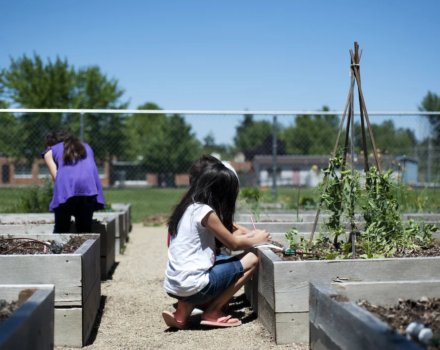 Pea Trellis observations.jpg