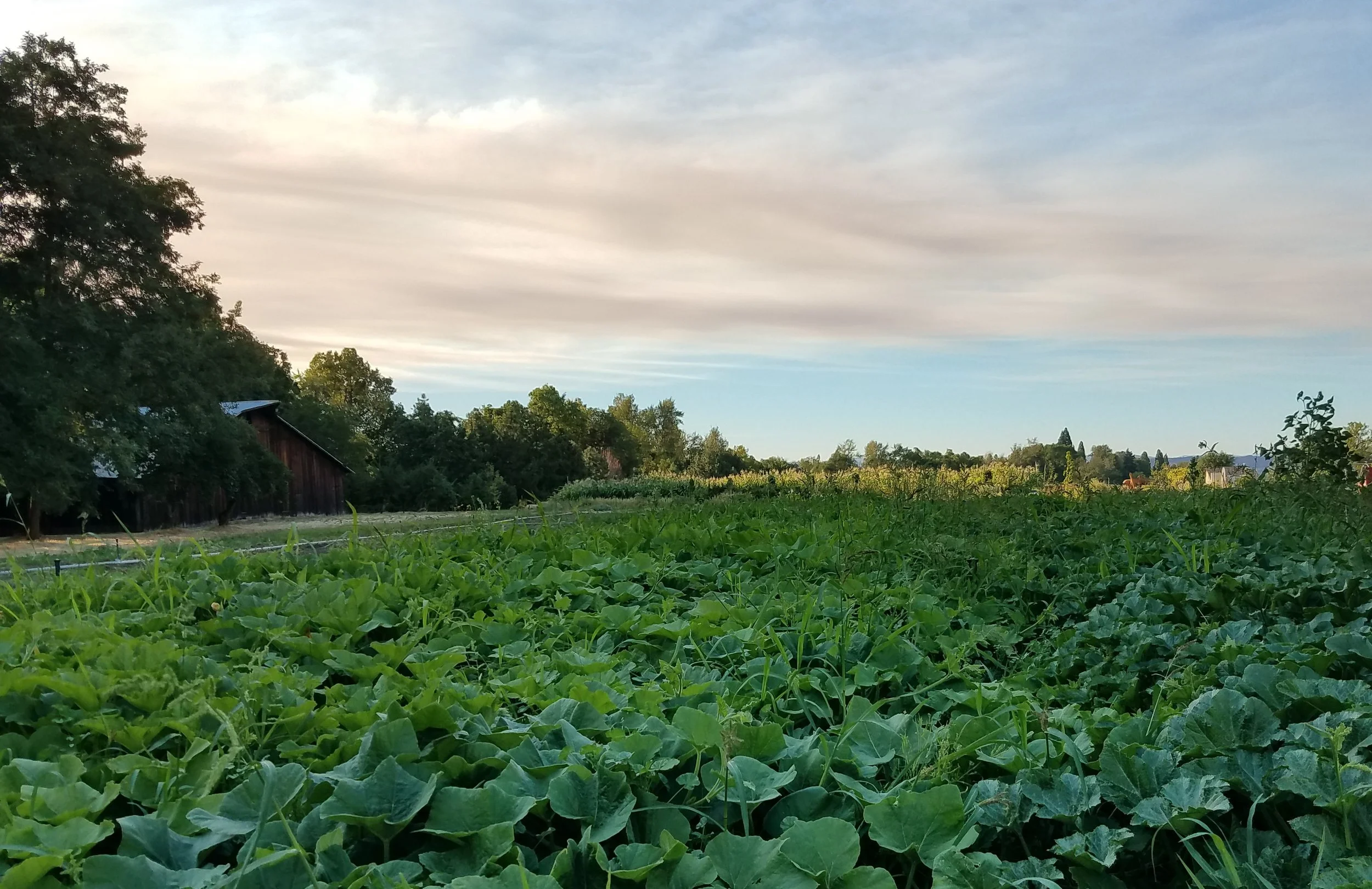 Dunbar Farms