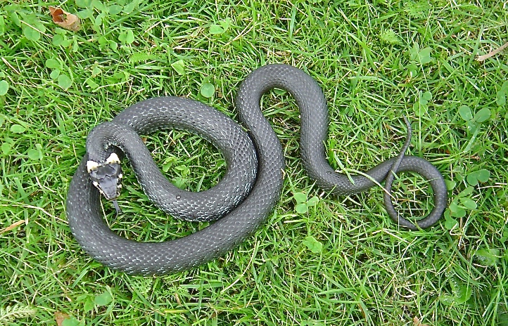 Den flotte snog var ca. 1 meter lang, hvilket tyde på, at der er tale om en hun. Foto: Jørgen Jessen