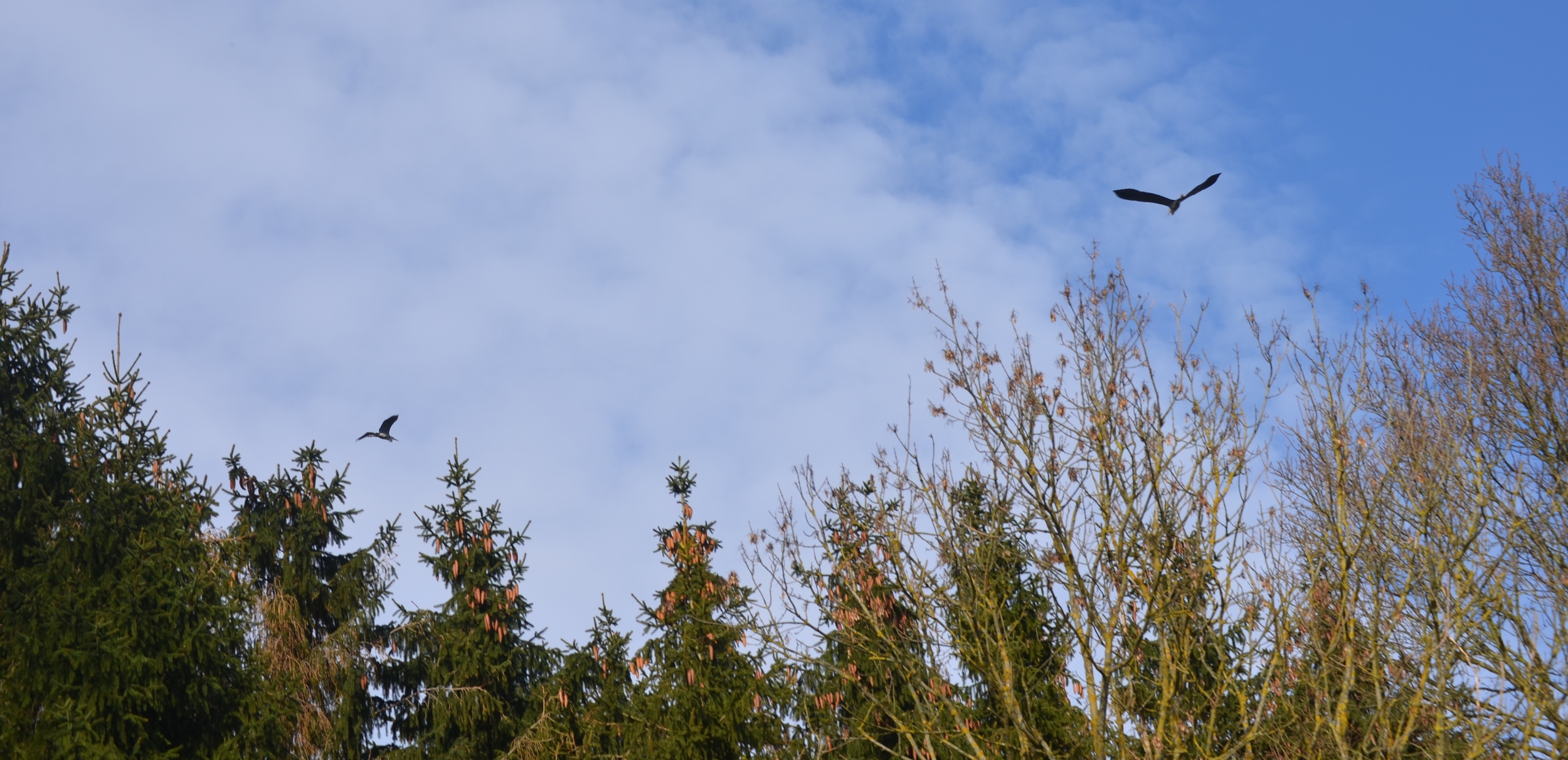Fiskehejren kan meget let forvekslet med en stork, når man ser den i luften. Foto: AOB