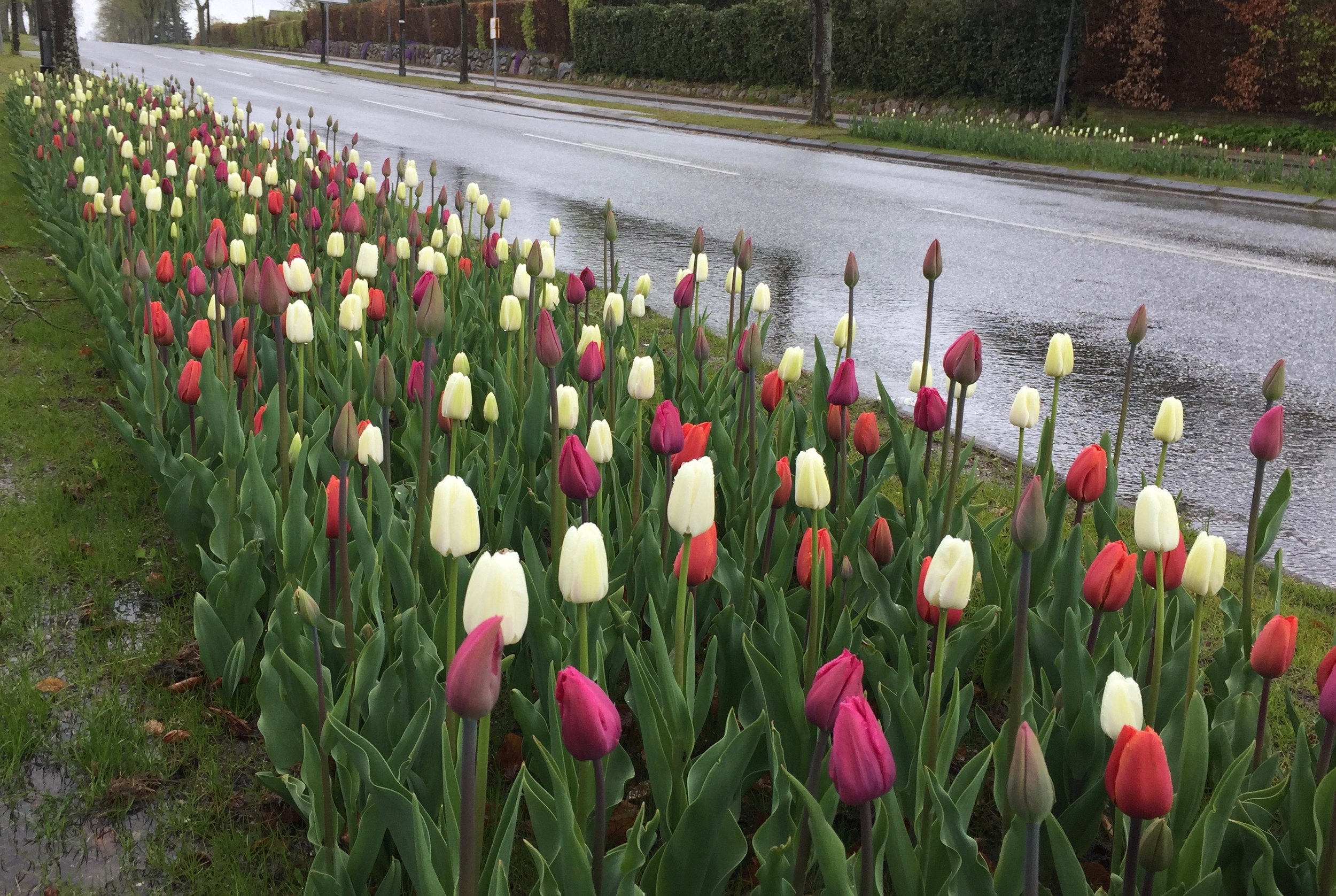 Kommunens gartnere har haft travlt i efteråret og lagt tusindvis af løg på stratetiske arealer - bl.a. her ved indkørslen til Blovstrød Allé fra Sandholmgårdsvej. Foto: AOB 