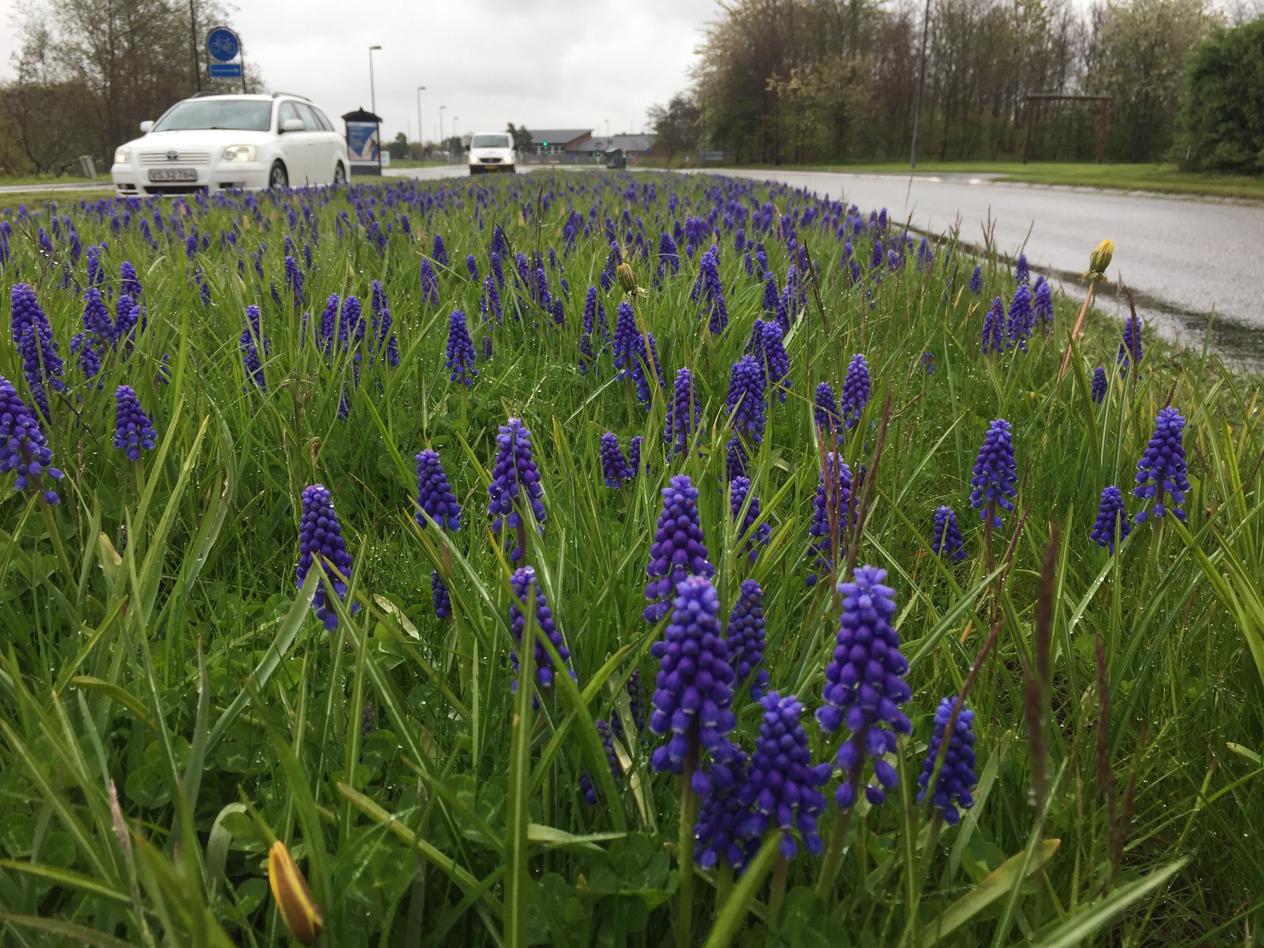Ved Sortemosevej - ud for Blovstrød Idrætsanlæg - er der siden april skudt hundredvis af perle-hyacinterne op i den brede midterrabat. Blomstringsperioden strækker sig til pænt ind i maj måned. Foto: AOB
