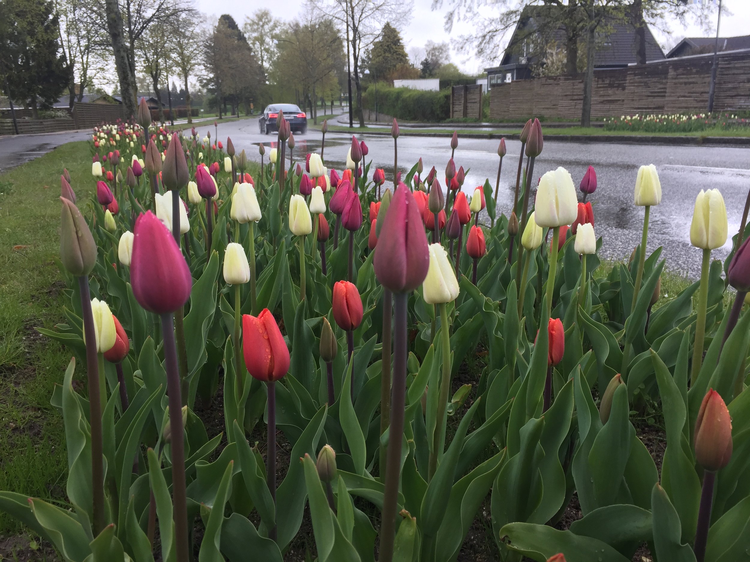 Kommer man fra Kongevejen og drejer ind på Sjælsø Allé, så møder man ogå her nogle smukke tulipanbede på begge sider af vejen. Foto: AOB