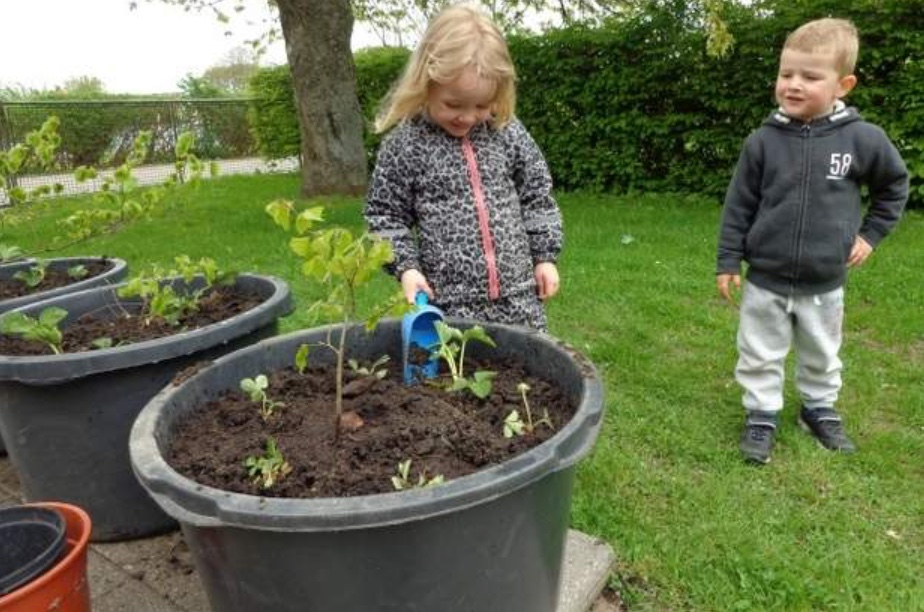 Rundt om træerne er Silje og Lucas netop blevet færdige med at plante jordbærplanter.