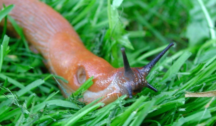 Efter et fugtigt forår og nu lidt varmere vejr vælter det nu frem med dræbersnegle - De kommer frem fra deres skjul og invaderer vores haver og fortærer alt, hvad de kommer i nærheden af. Foto: AOB