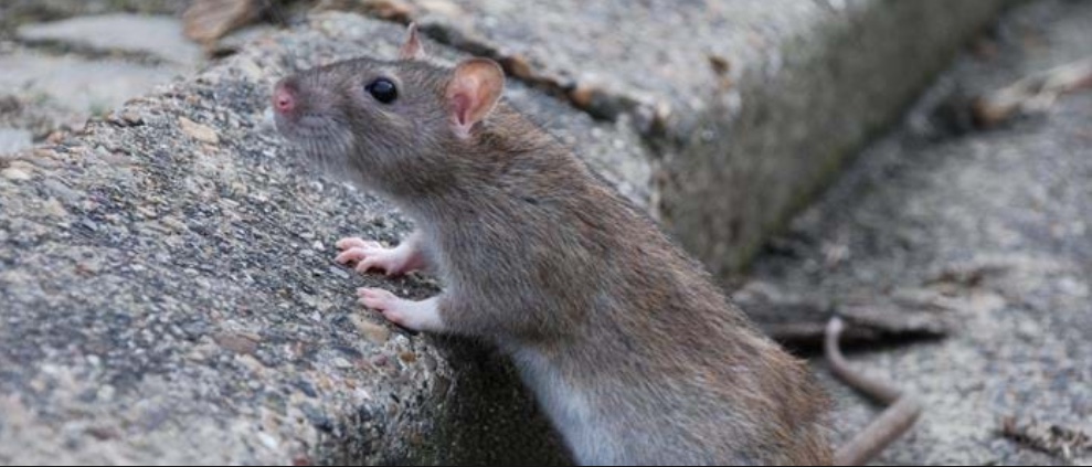 Rotter kan overføre 55 forskellige sygdomme og har de seneste år været et stigende problem i Danmark. En rotte kan klemme sig igennem et hul med en diameter på bare 20 mm.