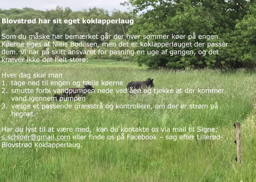Plakat:køer.jpeg
