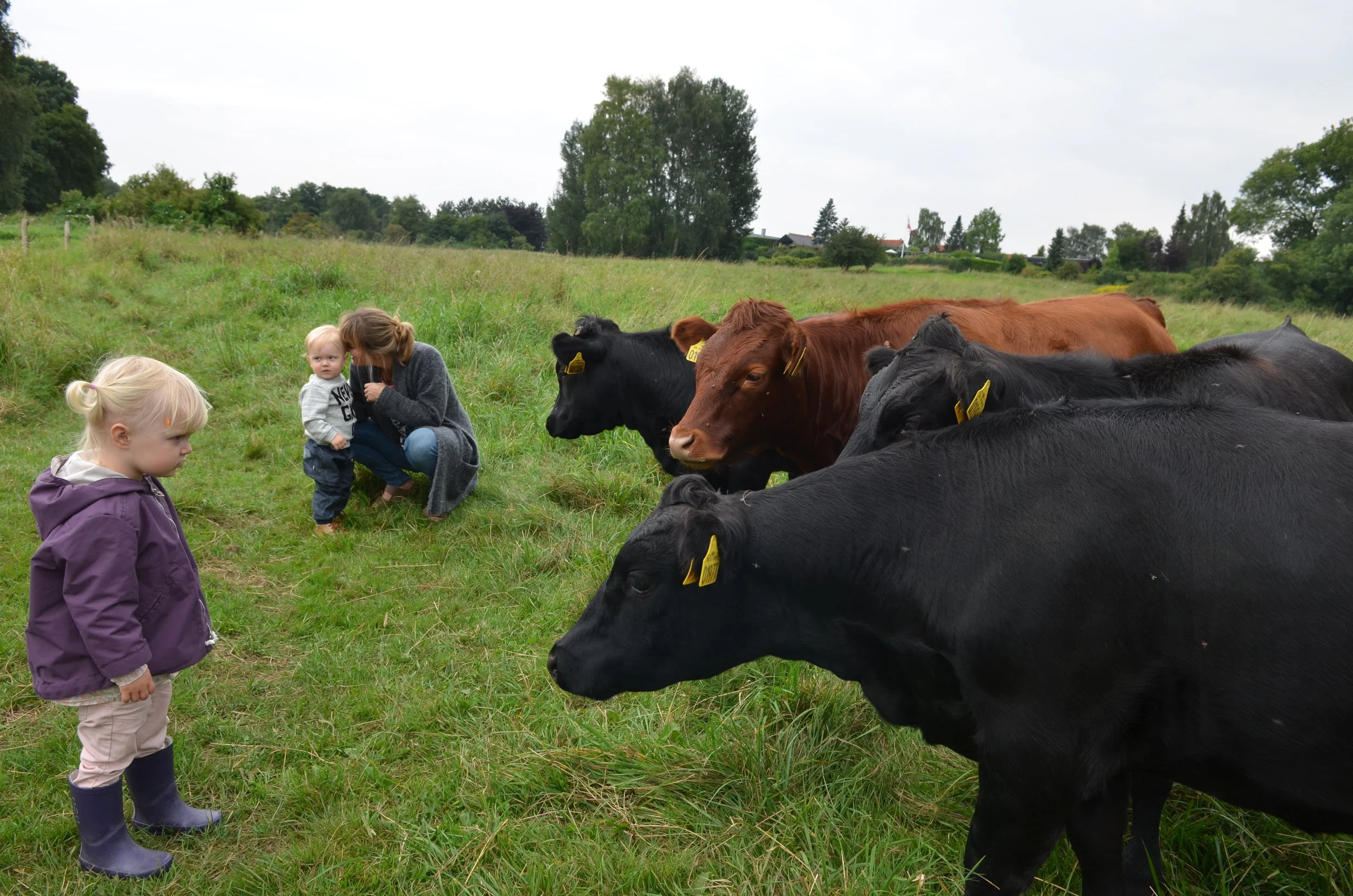 Man må gerne gå ind til køerne, og de må gerne klappes. De må også gerne fodres - men kun med gulerødder, æbler og rugbrød. Arkivfoto: AOB