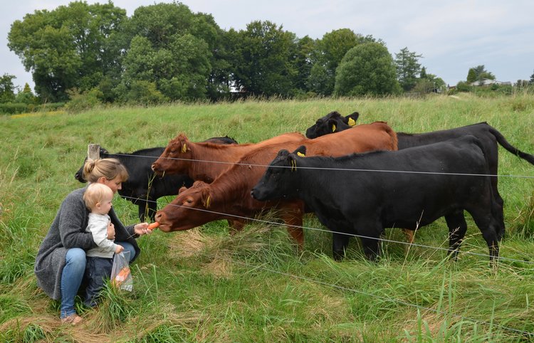 Man må gerne gå ind til køerne, og de må gerne klappes. De må også gerne fodres - men kun med gulerødder, æbler og rugbrød. Arkivfoto: AOB
