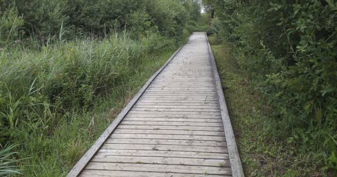 Rudersdal Kommune rydder flere gange årligt gangbroen ved ‘Pilesumpen’. Foto: George Hoffmann