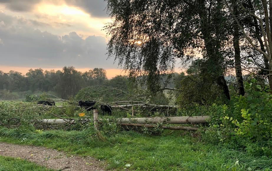 Dexter-køerne er ikke kommet til skade, men går mellem de væltede træer og spiser af bladene. Foto: AOB
