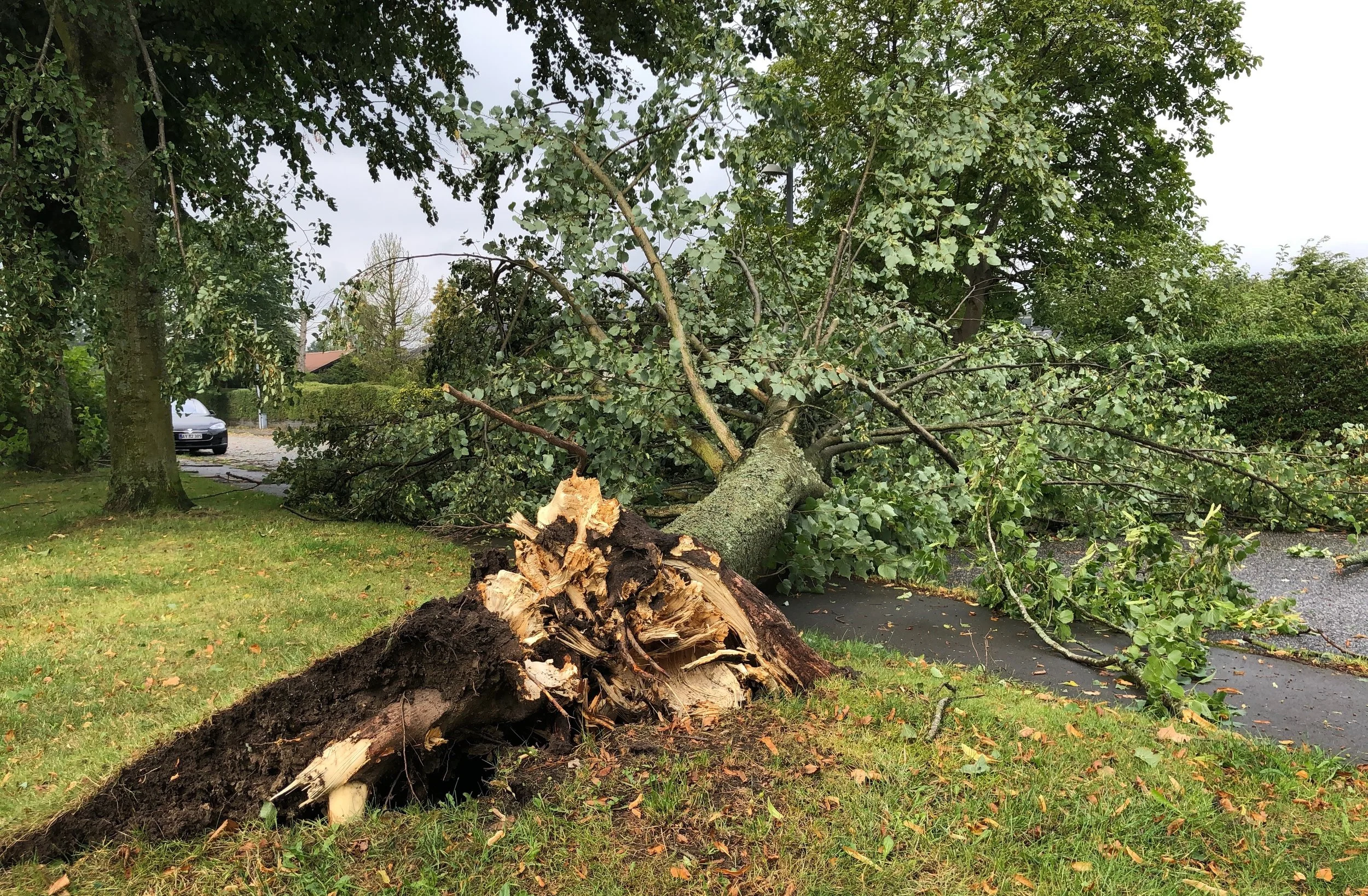 Træet er flået op med roden. Foto: AOB