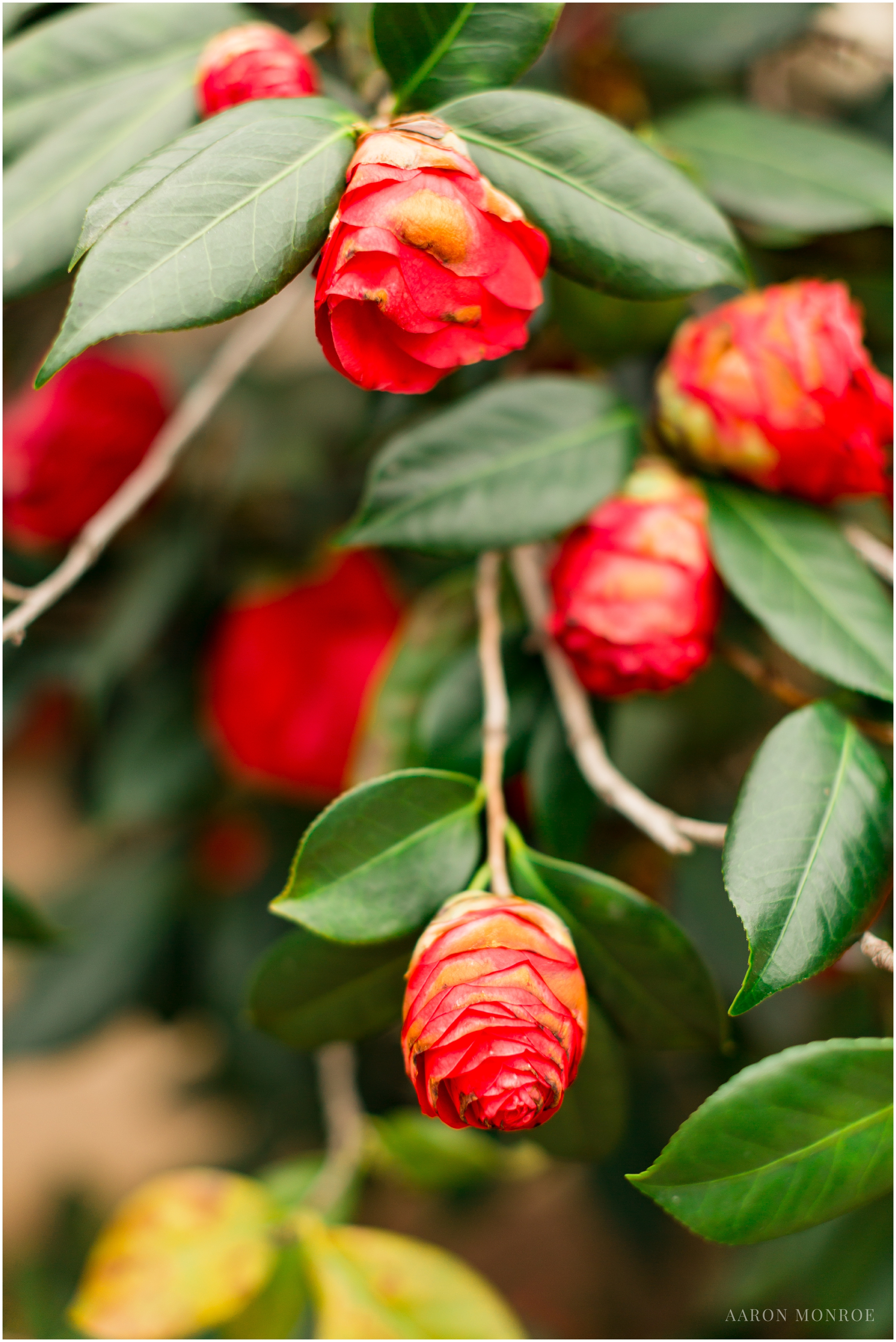 Mission_San_Juan_Capistrano_Engagement_Los_Angeles_Wedding_Photographer_0355.jpg