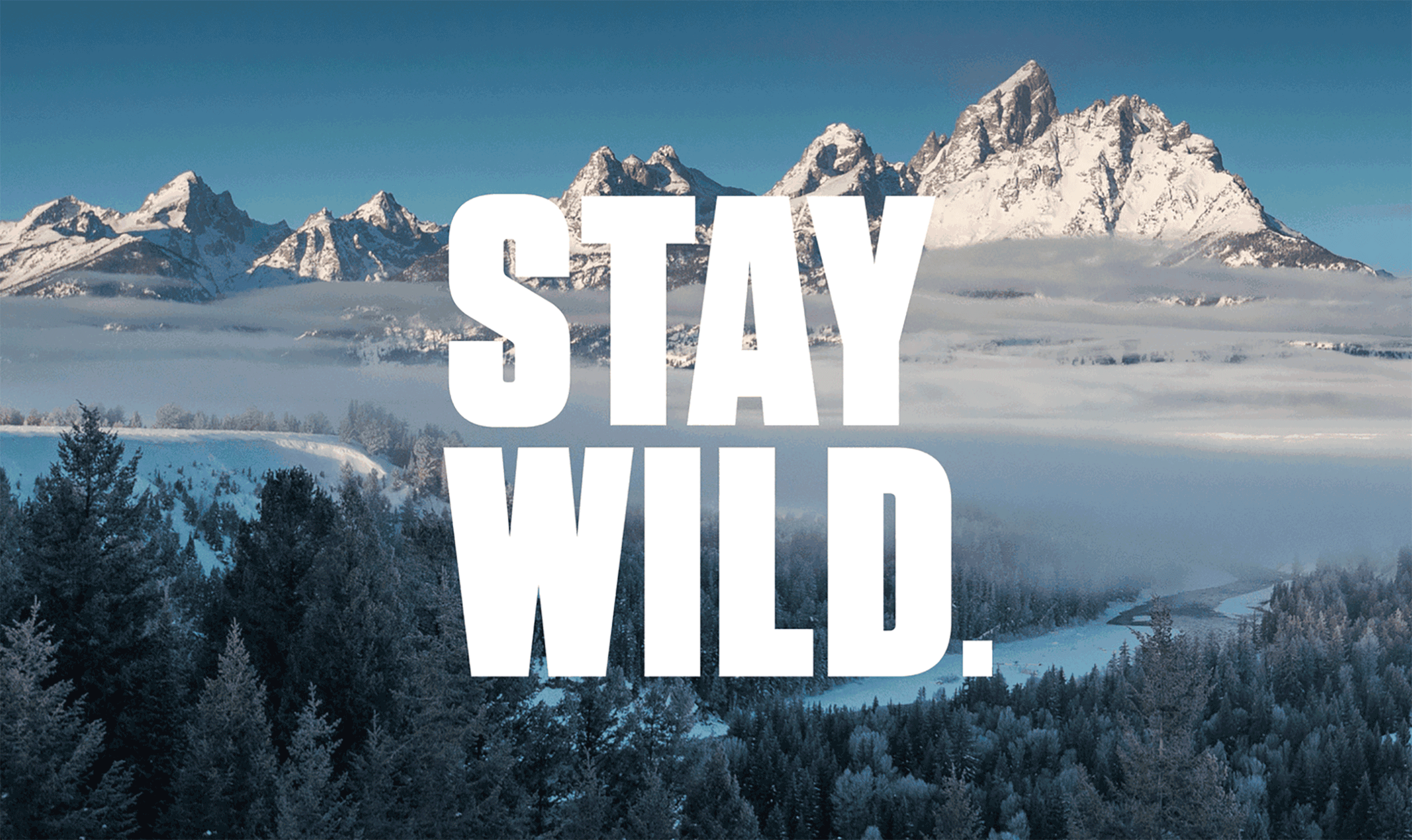 stay-wild.gif