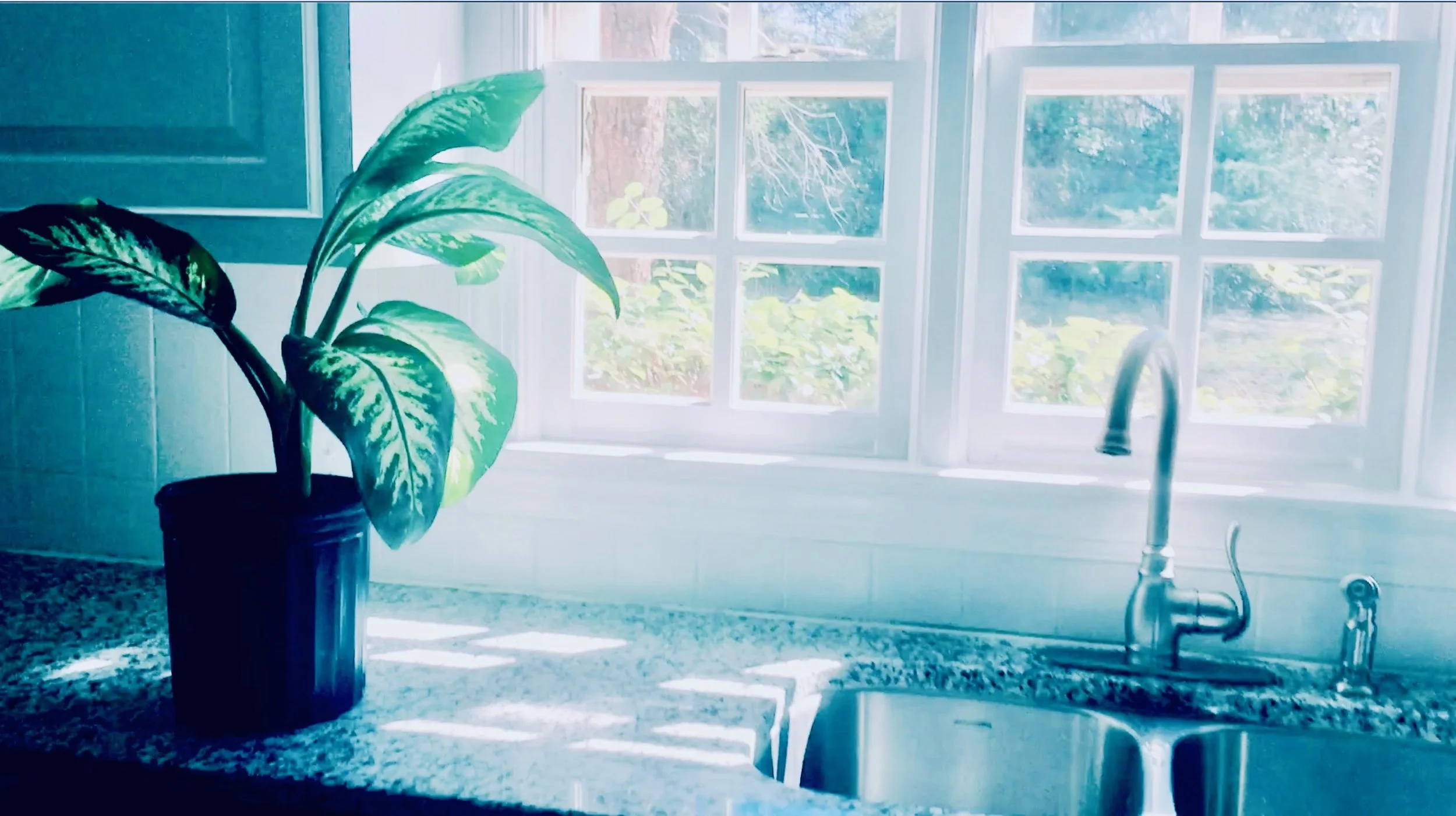 kitchen and plant light.jpeg