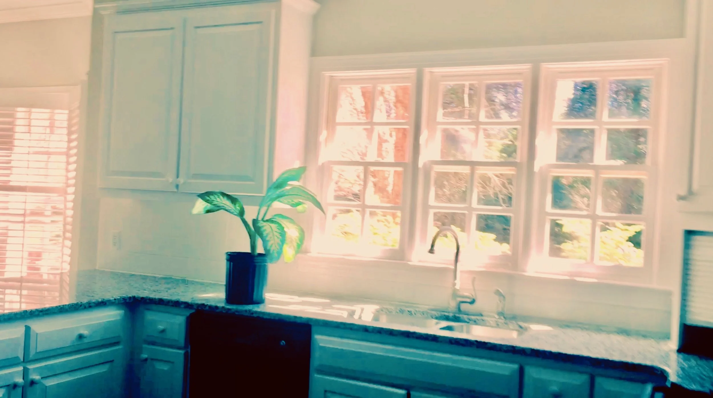kitchen and plant.jpeg