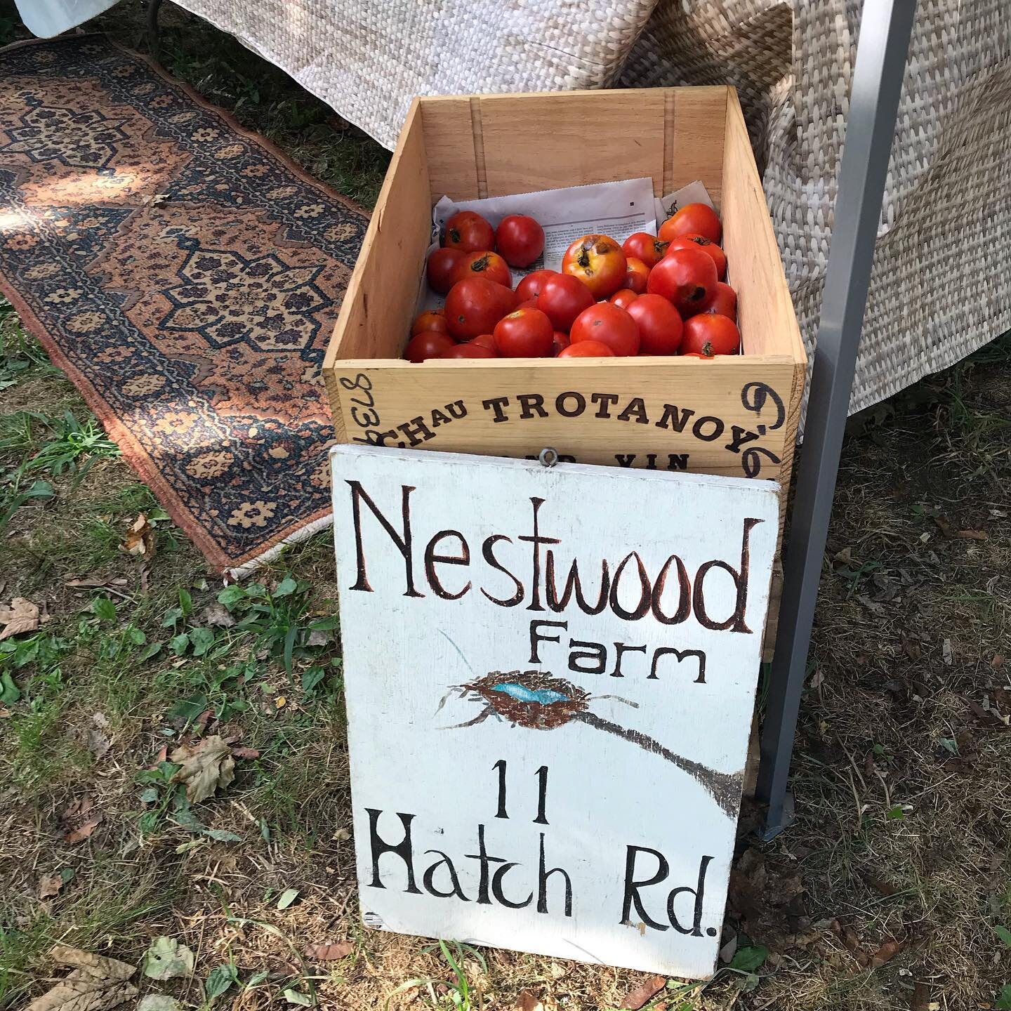 Happy Wednesday market friends! Come check out two new vendors we have with us today, Nestwood Farm and Dirt Farm Provisions! They have lots of tomatoes and sunflowers for sale! And...
.
Today at the market: 

Cape Coastal Farm Products: Mushrooms - 