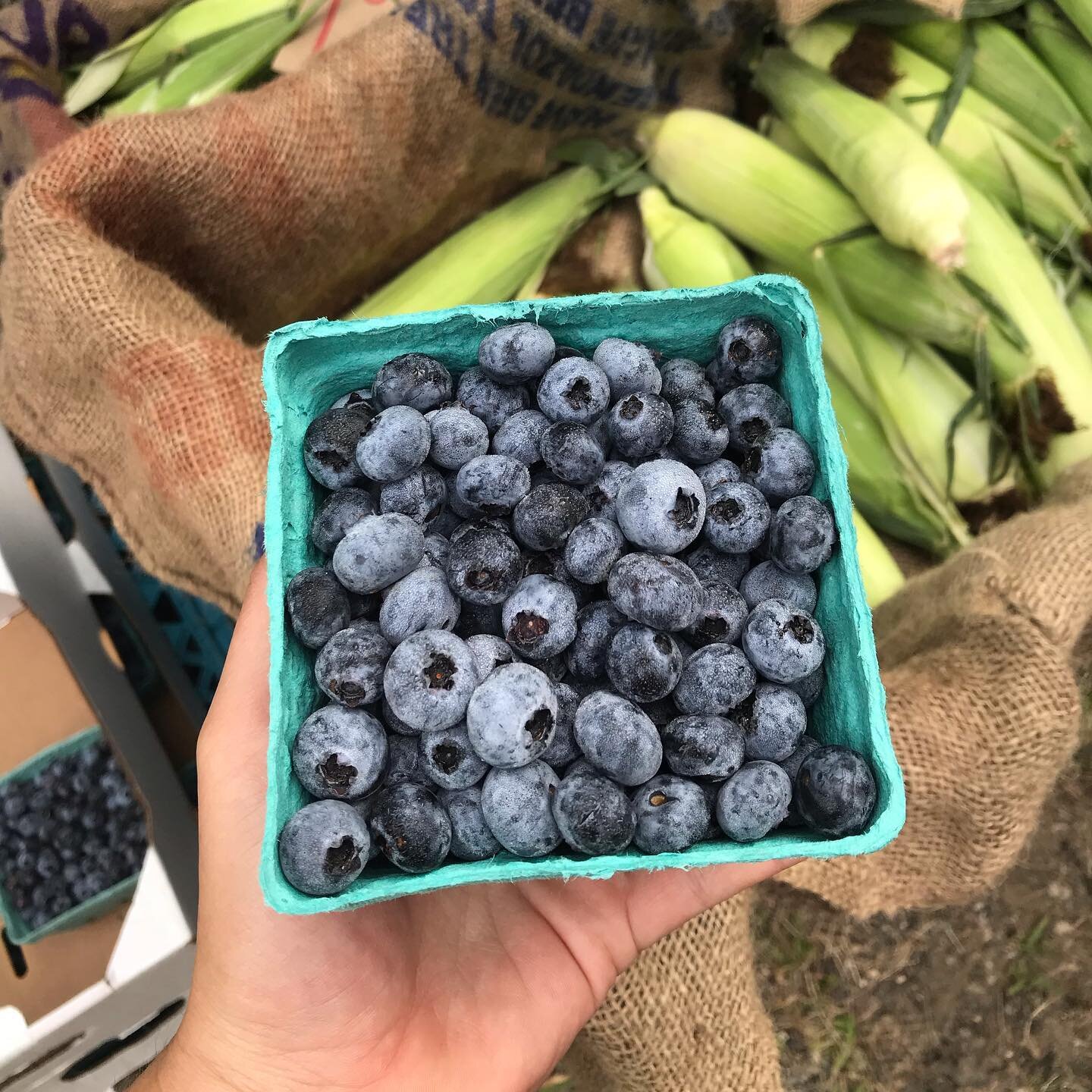 Blueberries, corn, honey and more! 
.
Today at the market: 

Cape Coastal Farm Products: Mushrooms - Shiitake and Oyster

David Light: Blueberries, cucumbers, zucchini 

Donovan Designs: Face Masks, Cards, Catnip Toys

Down Home Farm: LOTS of Veggies