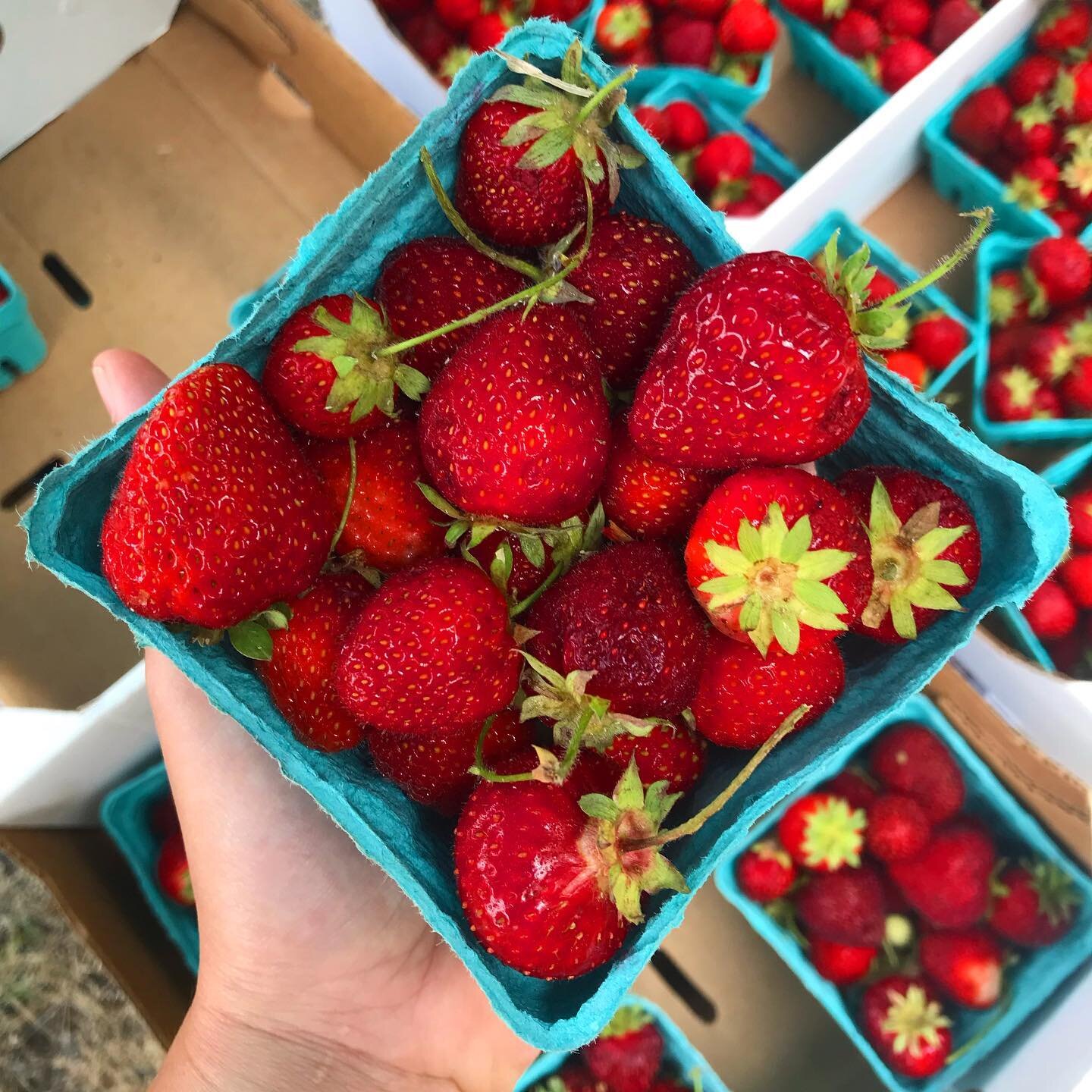 Spread the love, strawberry love! Come and get them before they&rsquo;re gone! We&rsquo;re here until noon! #wellfleetchickkoop @capecodorganicfarm