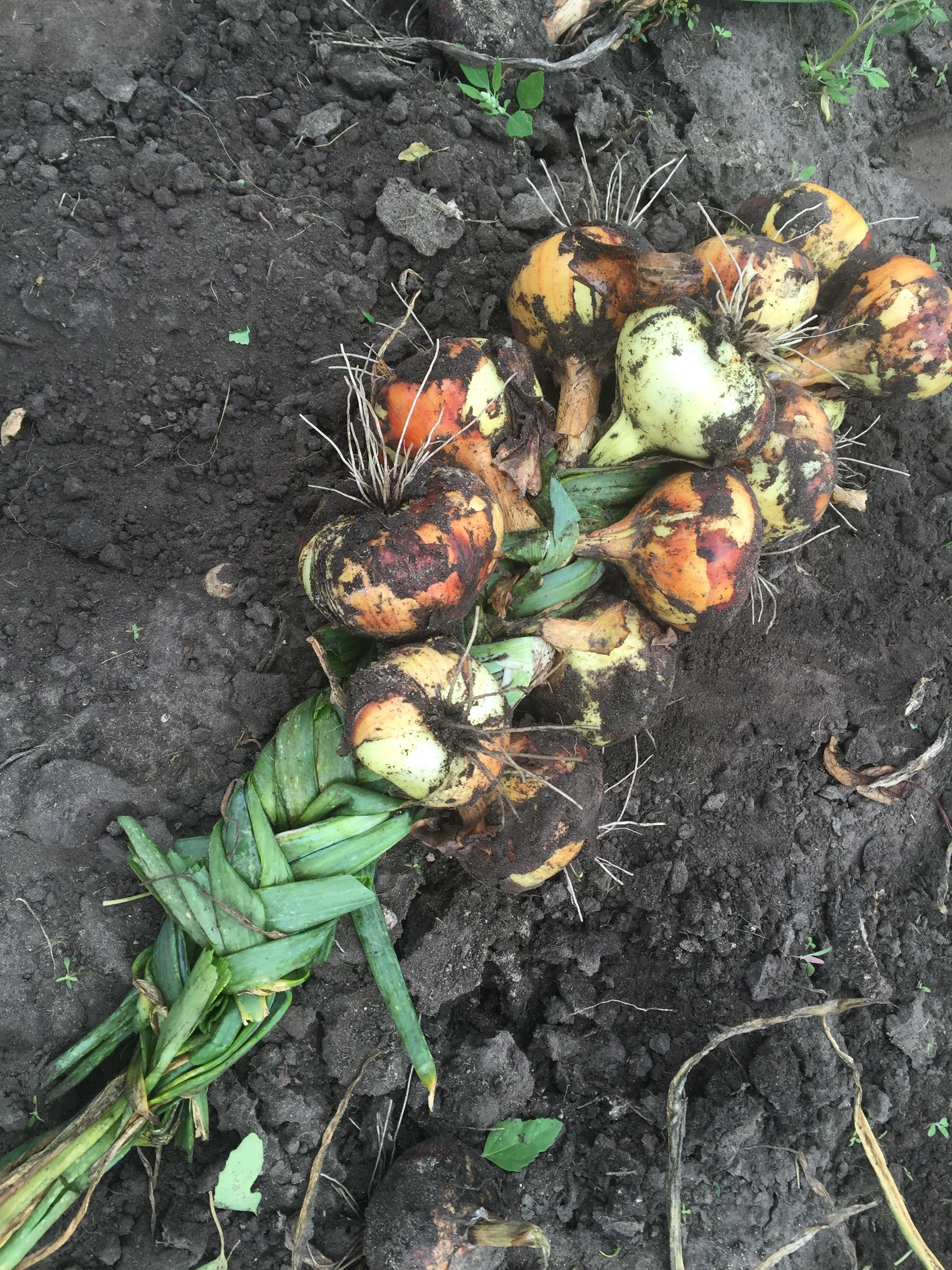 Braiding Onion Tops