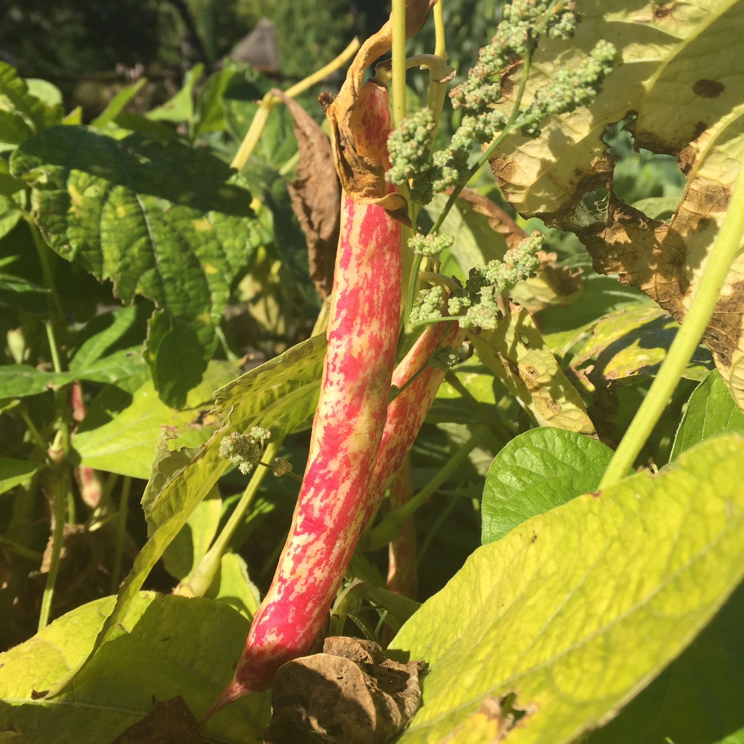 Cranberry Beans